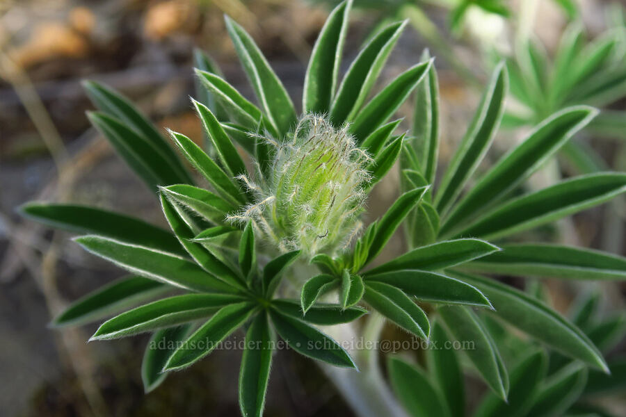 lupine, budding (Lupinus sp.) [Mineral Springs Wildlife Area, Klickitat County, Washington]