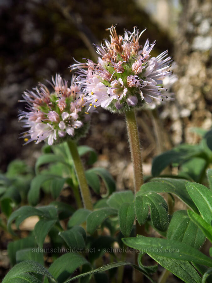 ball-head waterleaf (Hydrophyllum capitatum var. thompsonii) [Mineral Springs Wildlife Area, Klickitat County, Washington]