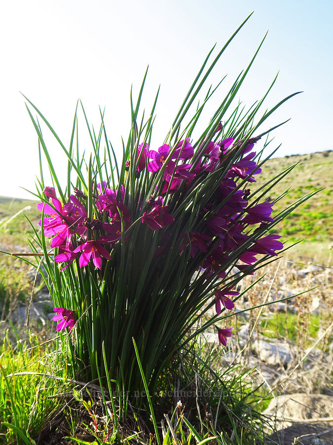 grass-widows (Olsynium douglasii) [Swale Creek Wildlife Area, Klickitat County, Washington]