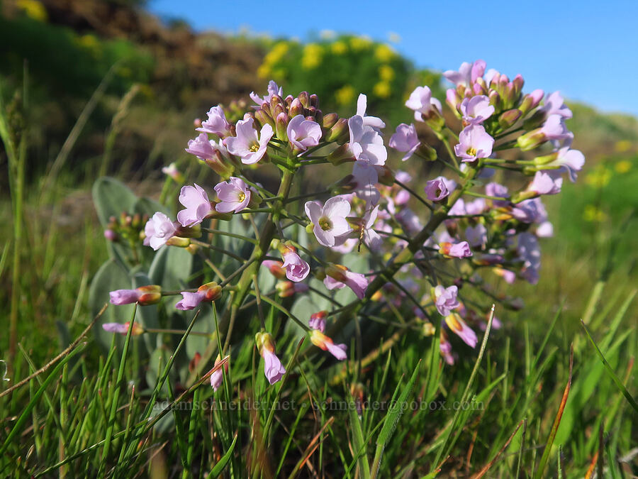 dagger-pod (Phoenicaulis cheiranthoides) [Swale Creek Wildlife Area, Klickitat County, Washington]