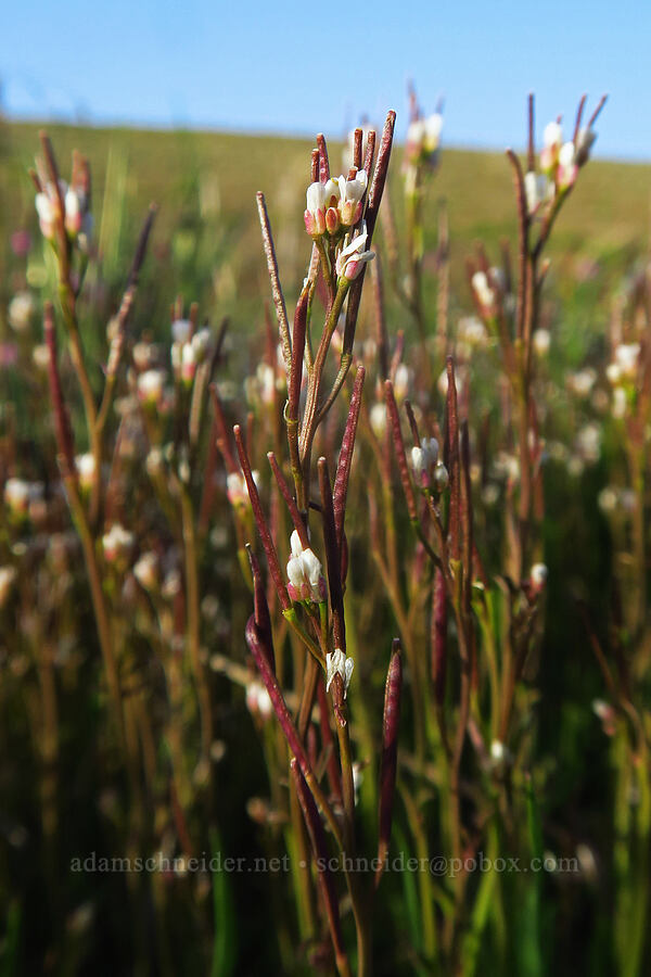 hairy bitter-cress (Cardamine hirsuta) [Swale Creek Wildlife Area, Klickitat County, Washington]