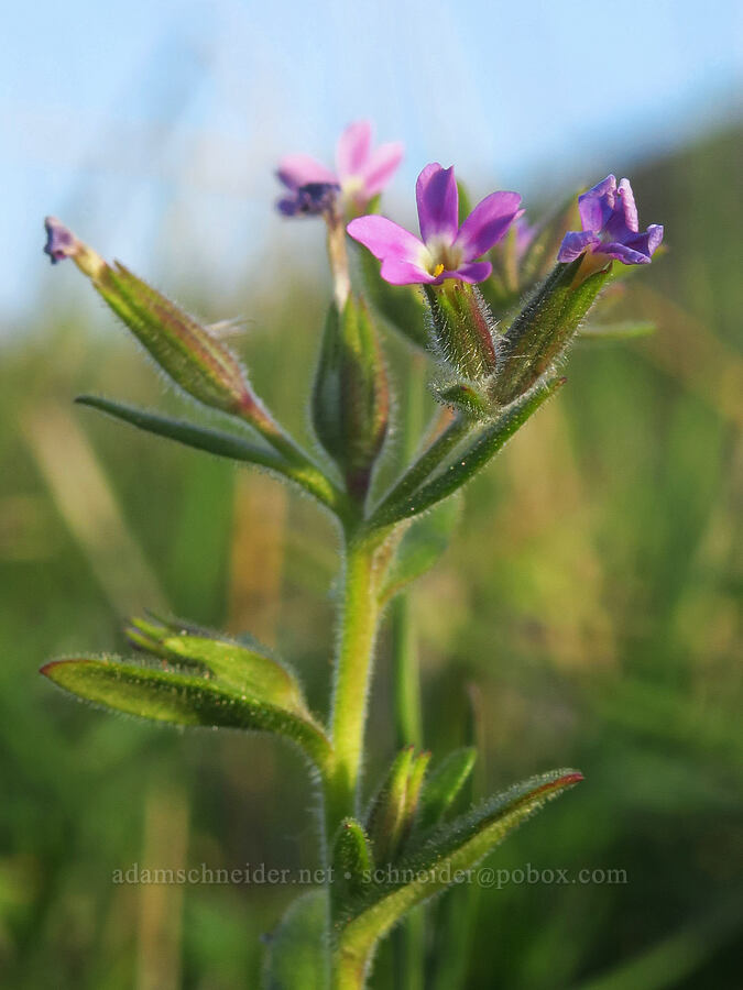 slender phlox (Microsteris gracilis (Phlox gracilis)) [Swale Creek Wildlife Area, Klickitat County, Washington]