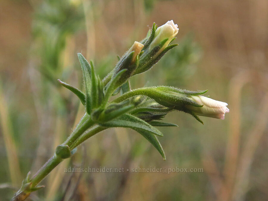 showy phlox, budding (Phlox speciosa) [Klickitat Trail, Klickitat County, Washington]