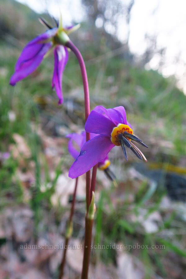 desert shooting star (Dodecatheon conjugens (Primula conjugens)) [Centerville Highway, Klickitat County, Washington]