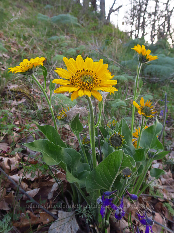 balsamroot (Balsamorhiza sp.) [Centerville Highway, Klickitat County, Washington]