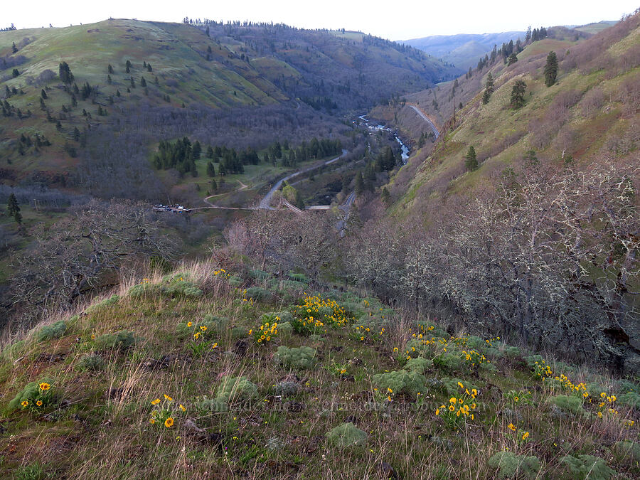 balsamroot & the Klickitat River (Balsamorhiza sp.) [Centerville Highway, Klickitat County, Washington]