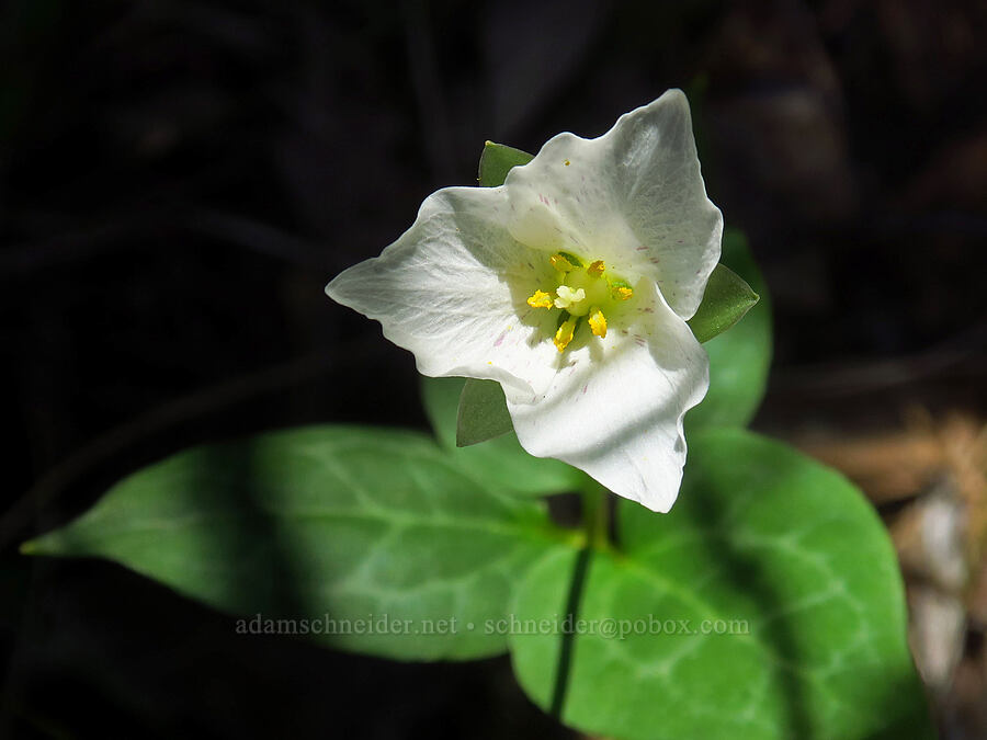 Siskiyou trillium (brook wake-robin) (Pseudotrillium rivale (Trillium rivale)) [Darlingtonia Trail, Six Rivers National Forest, Del Norte County, California]