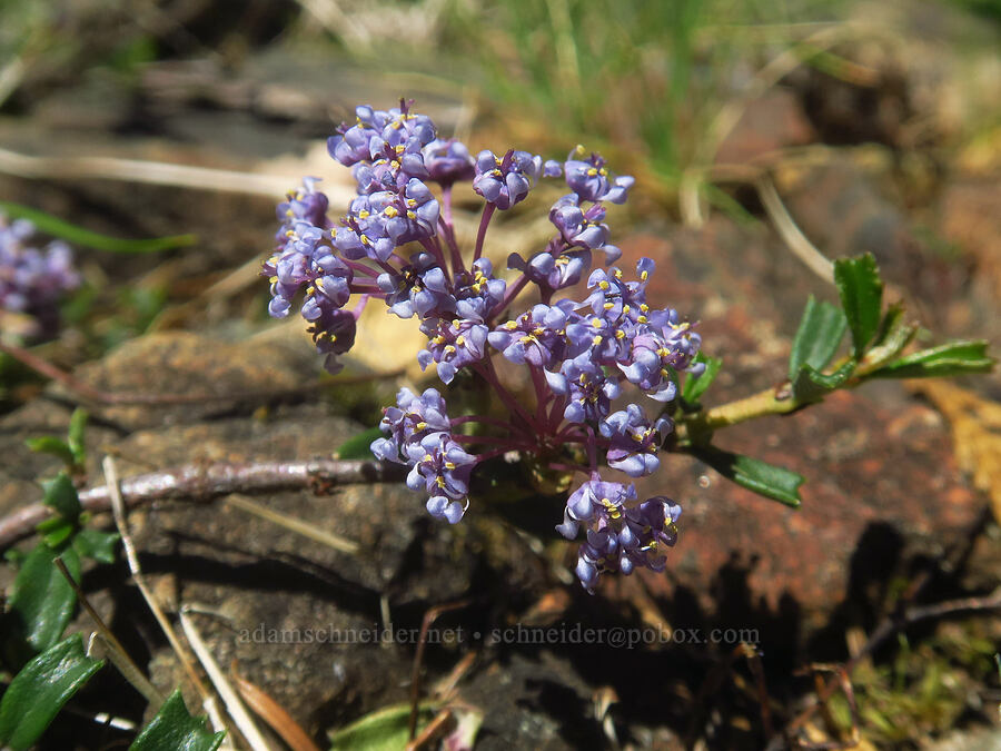 Siskyou mat (Ceanothus pumilus) [Darlingtonia Trail, Six Rivers National Forest, Del Norte County, California]