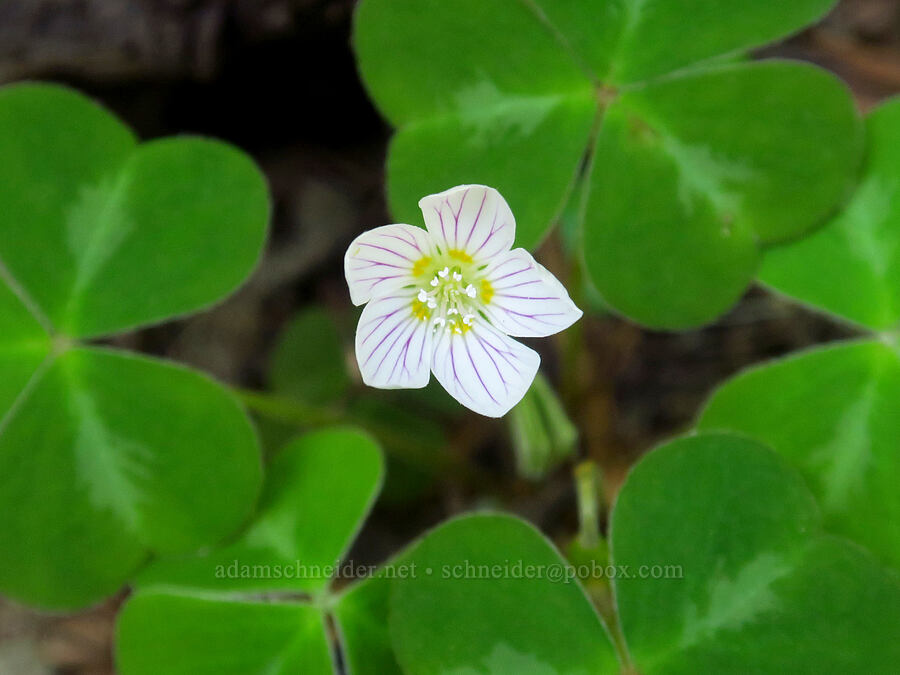 redwood sorrel (Oxalis oregana) [Simpson-Reed Grove Trail, Jedediah Smith Redwoods State Park, Del Norte County, California]