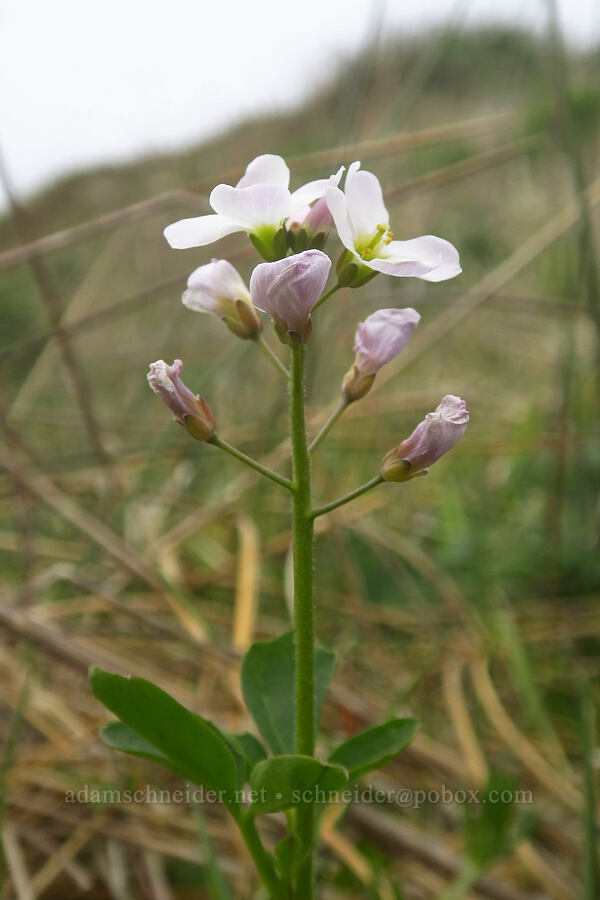 seaside bitter-cress (Cardamine angulata) [Point St. George, Del Norte County, California]