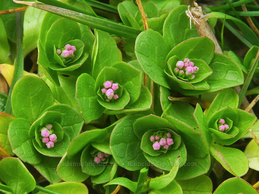 rosy plectritis (Plectritis congesta) [Point St. George, Del Norte County, California]