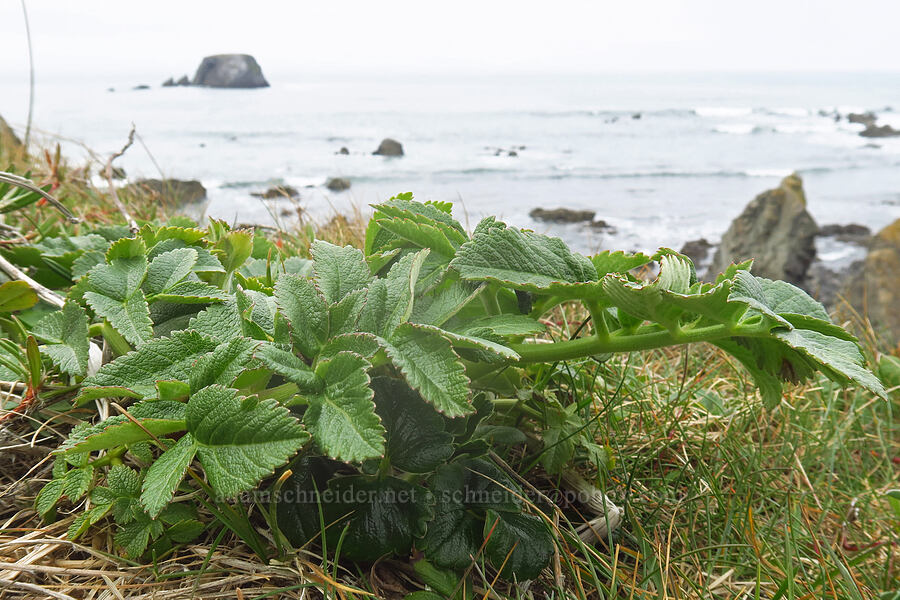 Henderson's angelica leaves (Angelica hendersonii) [Point St. George, Del Norte County, California]