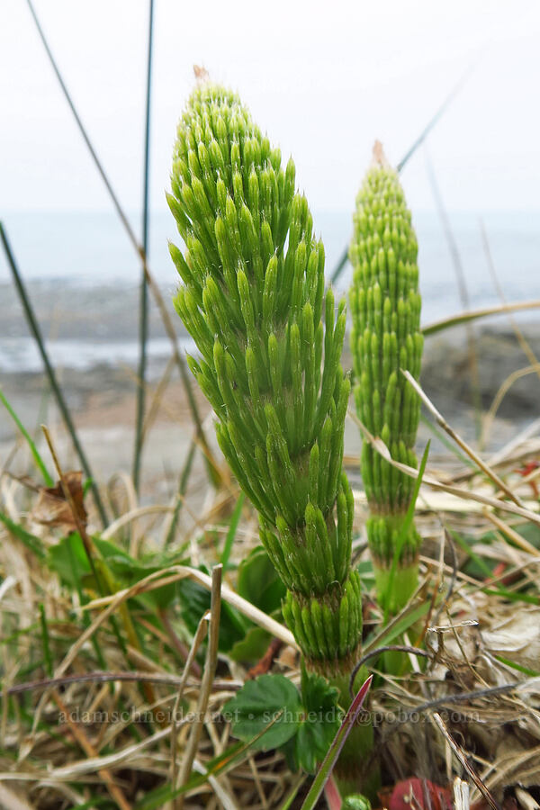 horsetails (Equisetum sp.) [Point St. George, Del Norte County, California]