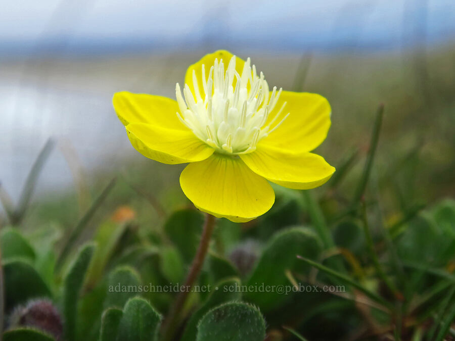 cream-cups (Platystemon californicus) [Point St. George, Del Norte County, California]
