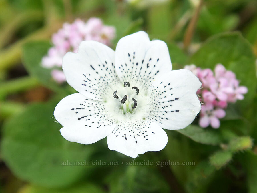 white baby-blue-eyes & rosy plectritis (Nemophila menziesii var. atomaria, Plectritis congesta) [Point St. George, Del Norte County, California]