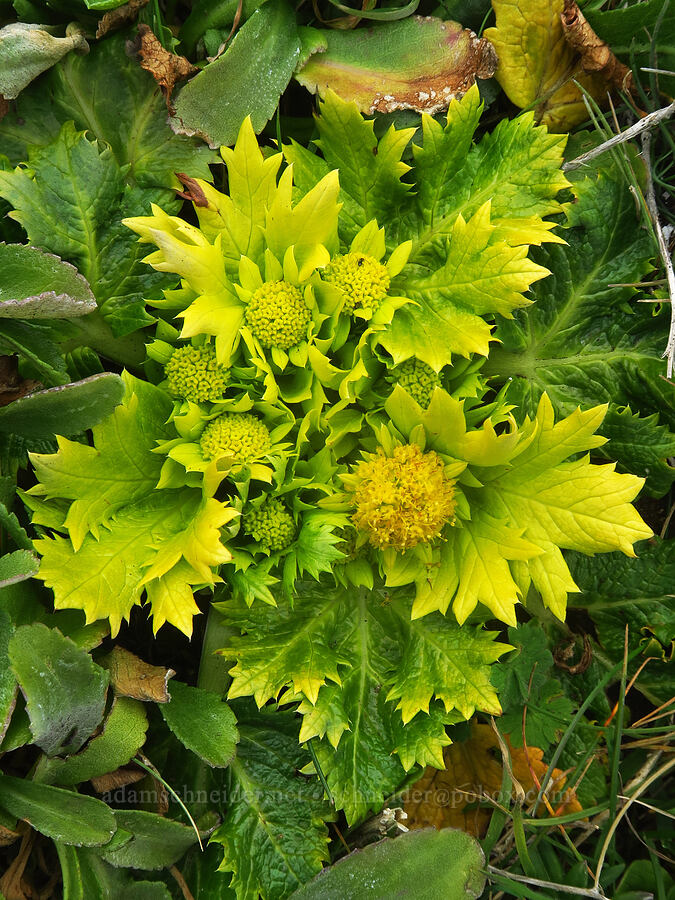 bear's-foot sanicle (footsteps-of-spring) (Sanicula arctopoides) [Point St. George, Del Norte County, California]