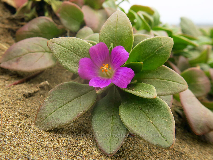 red maids (Calandrinia menziesii (Calandrinia ciliata)) [Point St. George, Del Norte County, California]
