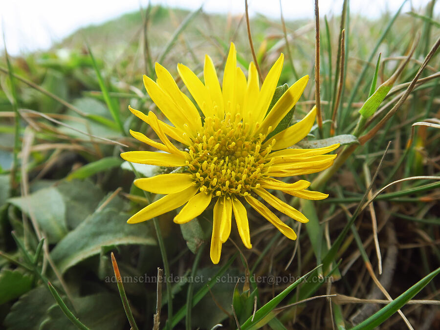 coastal gumweed (Grindelia stricta) [Point St. George, Del Norte County, California]