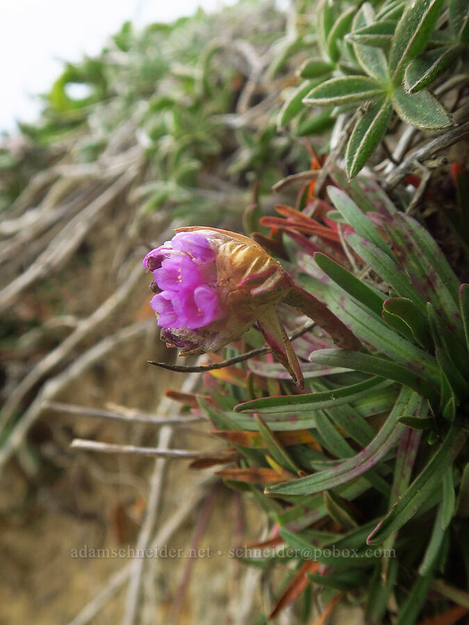 sea thrift (Armeria maritima) [Point St. George, Del Norte County, California]