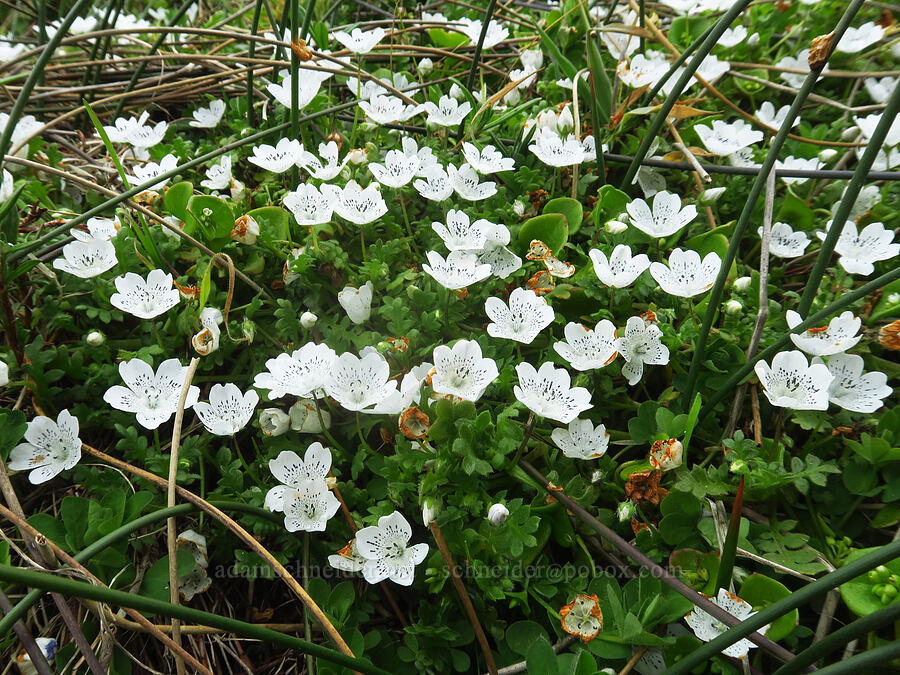 white baby-blue-eyes (Nemophila menziesii var. atomaria) [Point St. George, Del Norte County, California]