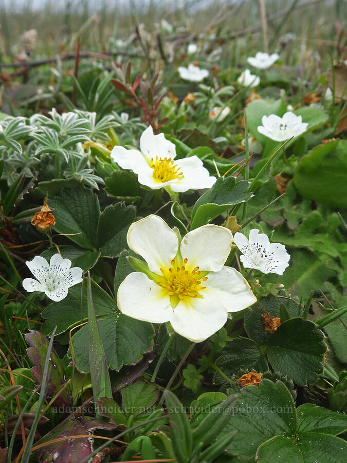 beach strawberries & baby-blue-eyes (Fragaria chiloensis, Nemophila menziesii var. atomaria) [Point St. George, Del Norte County, California]