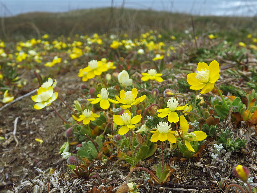cream-cups (Platystemon californicus) [Point St. George, Del Norte County, California]