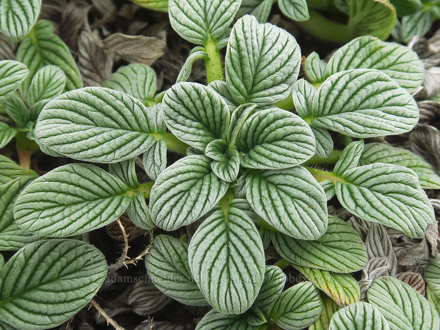 sand dune phacelia leaves (Phacelia argentea) [Point St. George, Del Norte County, California]