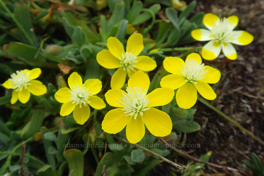 cream-cups (Platystemon californicus) [Point St. George, Del Norte County, California]
