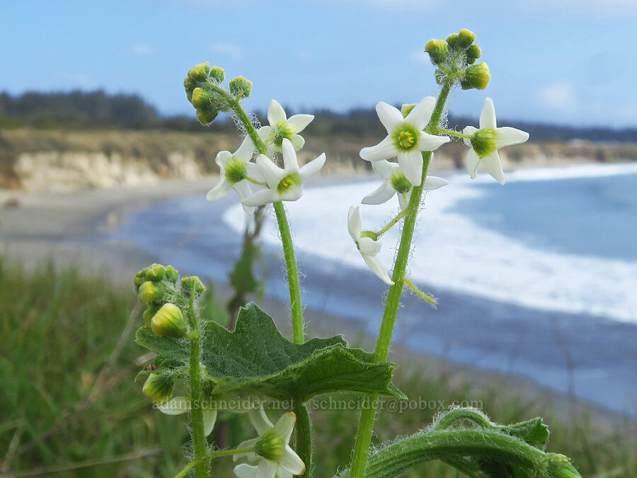 coastal manroot (Marah oregana (Marah oreganus)) [Point St. George, Del Norte County, California]