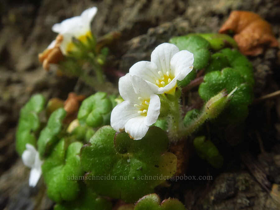 Tracy's mist-maidens (Romanzoffia tracyi) [Harris Beach State Park, Brookings, Curry County, Oregon]