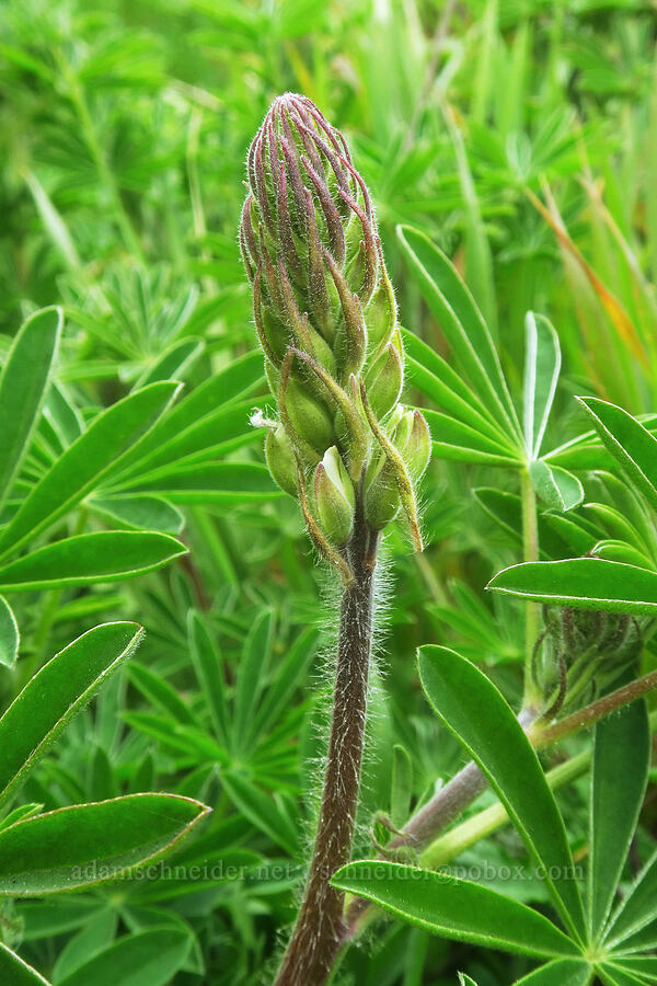 seashore lupine, budding (Lupinus littoralis) [Harris Beach State Park, Brookings, Curry County, Oregon]