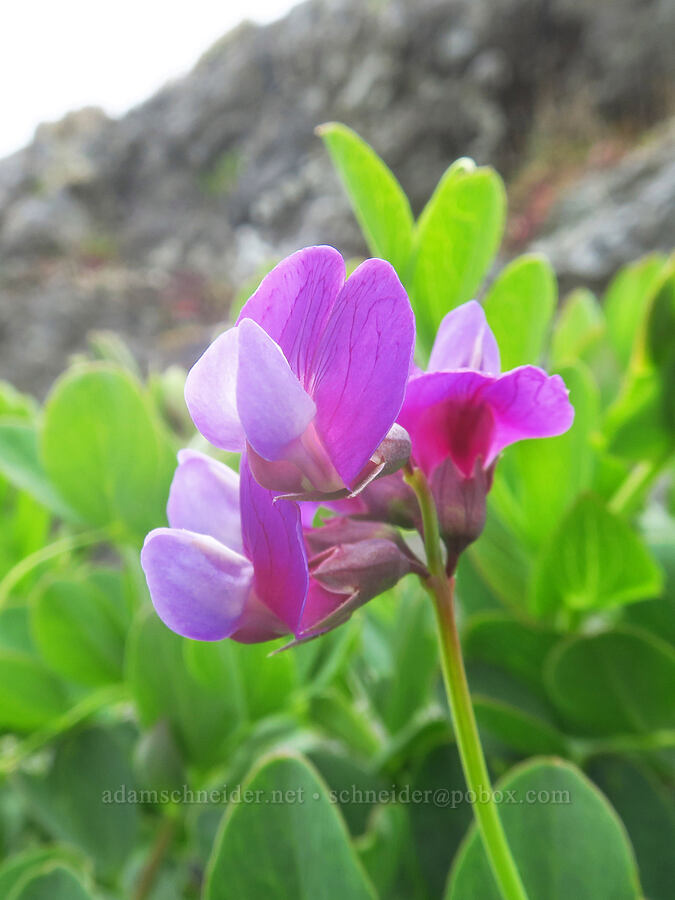 beach pea (Lathyrus japonicus) [Lone Ranch Beach, Curry County, Oregon]