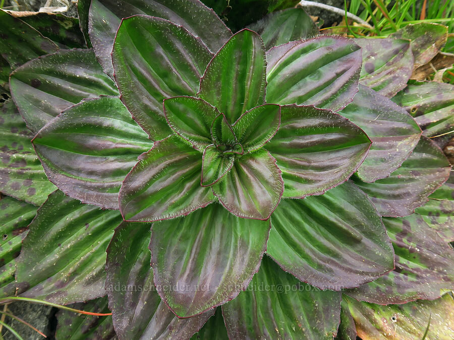 coastal plantain leaves (Plantago subnuda) [Lone Ranch Beach, Curry County, Oregon]