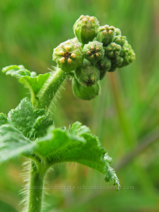 fringe cups, budding (Tellima grandiflora) [Lone Ranch Beach, Curry County, Oregon]
