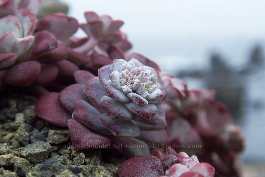 broad-leaf stonecrop (Sedum spathulifolium) [Cape Ferrelo, Curry County, Oregon]