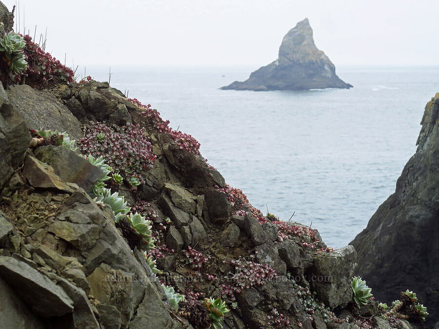 live-forever & stonecrop (Dudleya farinosa, Sedum spathulifolium) [Cape Ferrelo, Curry County, Oregon]