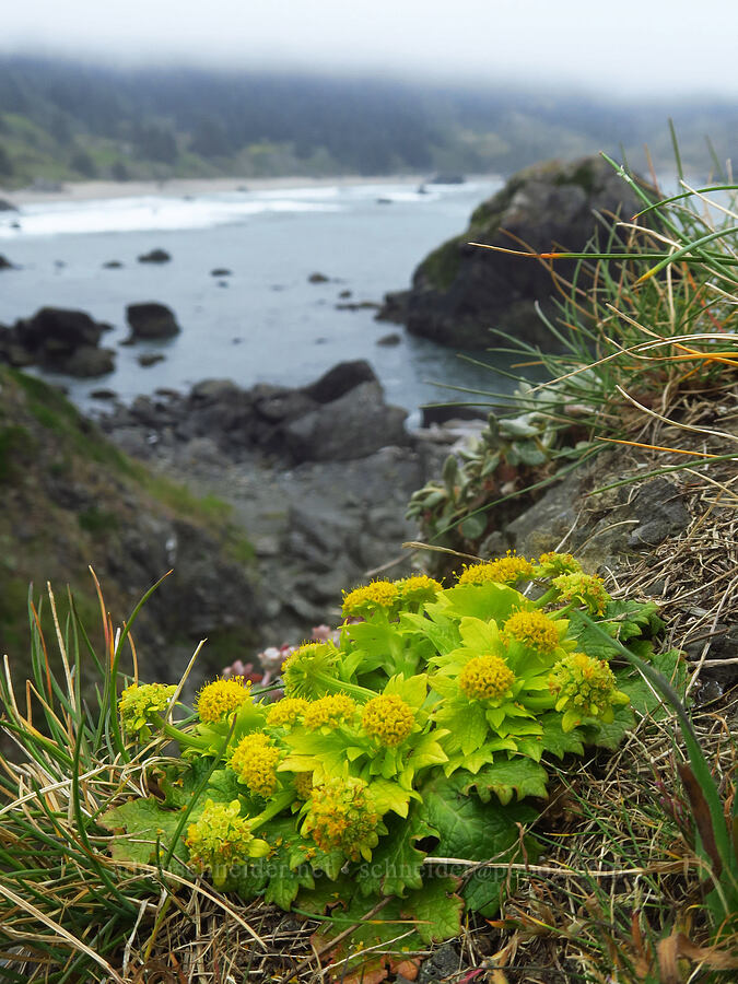 bear's-foot sanicle (footsteps-of-spring) (Sanicula arctopoides) [Cape Ferrelo, Curry County, Oregon]