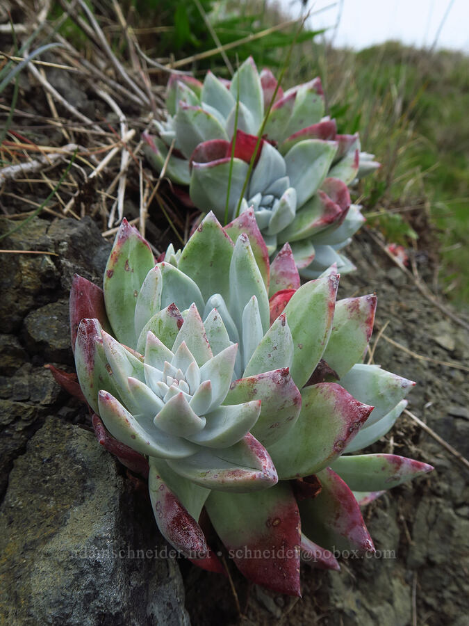 powdery live-forever (bluff lettuce) (Dudleya farinosa) [Cape Ferrelo, Curry County, Oregon]