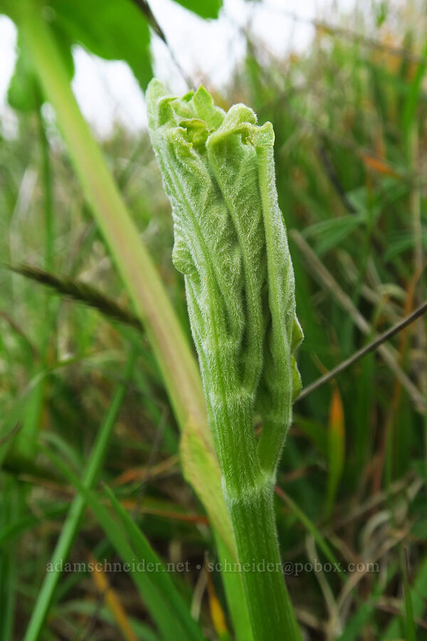 Henderson's angelica leaves (Angelica hendersonii) [Cape Ferrelo, Curry County, Oregon]