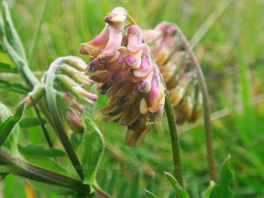 giant vetch (Vicia gigantea (Vicia nigricans ssp. gigantea)) [Cape Ferrelo, Curry County, Oregon]