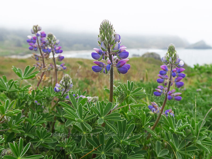seashore lupine (Lupinus littoralis) [Cape Ferrelo, Curry County, Oregon]