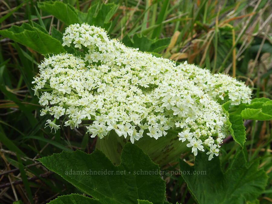 cow parsnip (Heracleum maximum) [Cape Ferrelo, Curry County, Oregon]