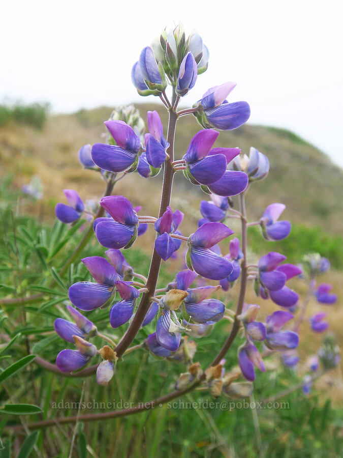 riverbank lupine (Lupinus rivularis) [Cape Ferrelo, Curry County, Oregon]