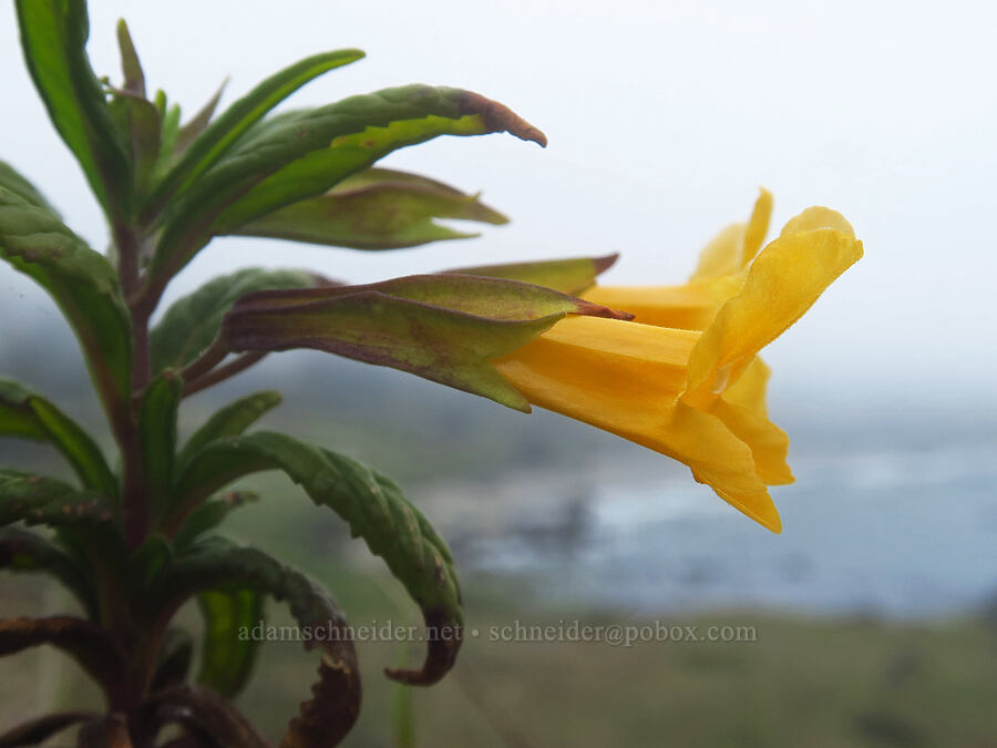 orange monkeyflower (Diplacus aurantiacus (Mimulus aurantiacus)) [Cape Ferrelo, Curry County, Oregon]