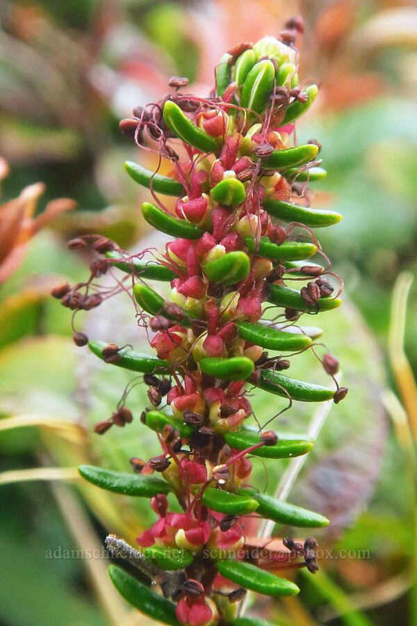 crowberry flowers (Empetrum nigrum) [Cape Ferrelo, Curry County, Oregon]