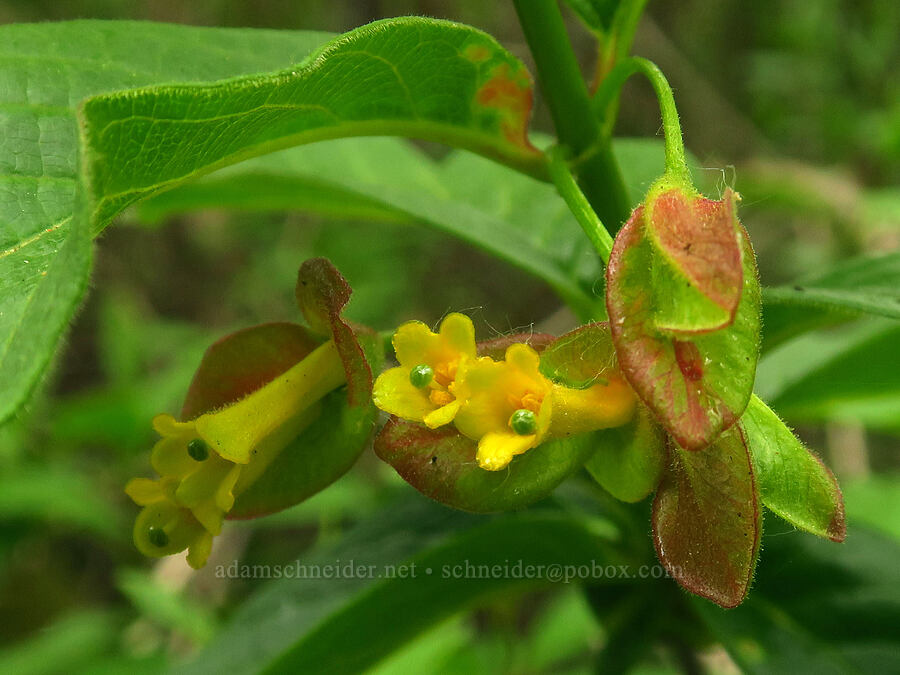 black twinberry flowers (Lonicera interrupta) [Lone Ranch Beach, Curry County, Oregon]