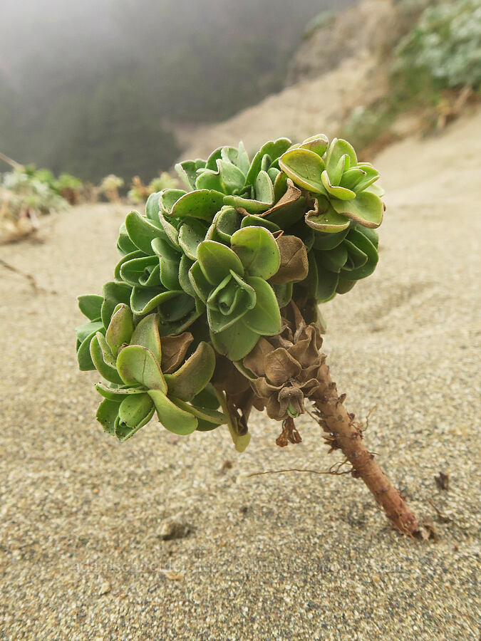 seaside daisy leaves (Erigeron glaucus) [Indian Sands Trail, Curry County, Oregon]