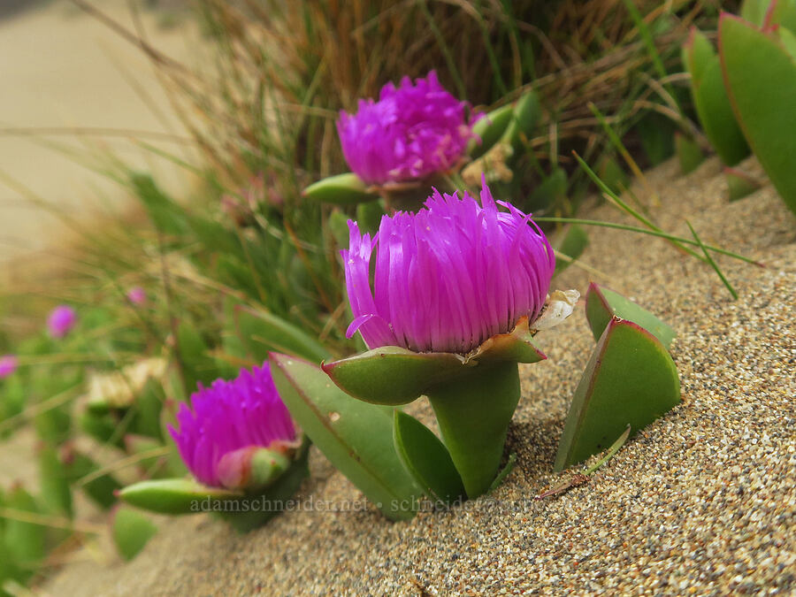 sea fig (Carpobrotus chilensis) [Indian Sands Trail, Curry County, Oregon]