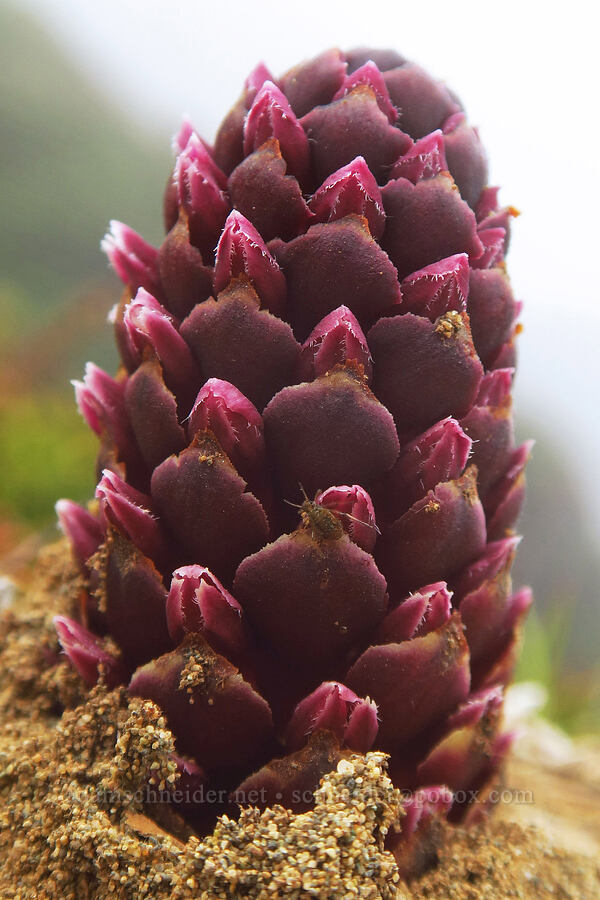 Vancouver ground-cone (Kopsiopsis hookeri (Boschniakia hookeri)) [Indian Sands Trail, Curry County, Oregon]