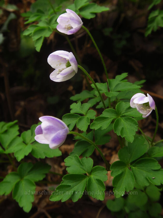 Lyall's anemones (Anemone lyallii (Anemonoides grayi)) [Indian Sands Trail, Curry County, Oregon]